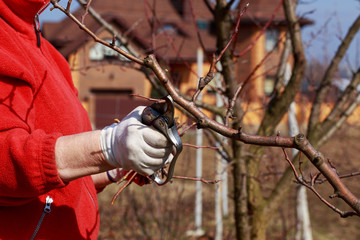 pruning fruit tree