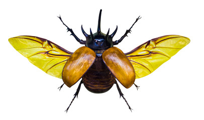 rhinoceros beetle isolated on white background - obrazy, fototapety, plakaty