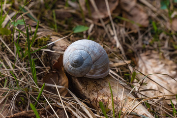 Weinbergschnecke im Wald