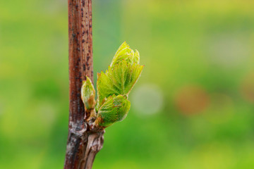 sprout of grapes