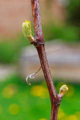 sprout of grapes
