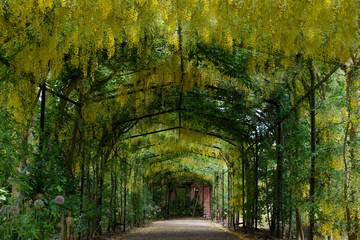 Beautiful tunnel of yellow wisteria - obrazy, fototapety, plakaty