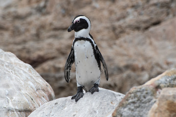 African penguin at Betty's Bay, South Africa