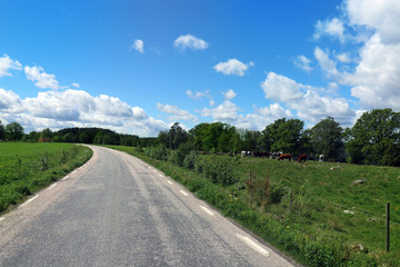 Fototapeta na wymiar Summer landscape in Scandinavia. Country side road among the meadows with cows resting. Blue sky and white clouds.