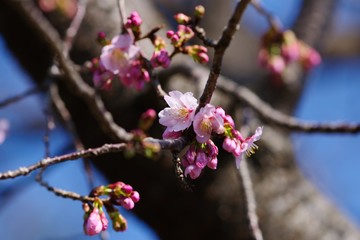 Kawazu cherry  just beginning