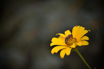 A bee collecting your daily honey.