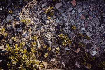 green moss on the rocks