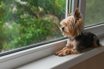 The dog looks out the window, the rain outside the window, the Yorkshire terrier
