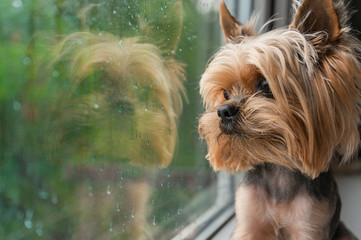 The dog looks out the window, the rain outside the window, the Yorkshire terrier