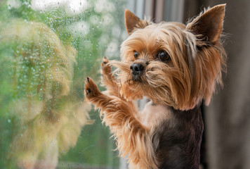 Obraz na płótnie Canvas The dog looks out the window, the rain outside the window, the Yorkshire terrier