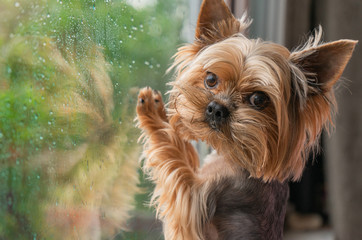 The dog looks out the window, the rain outside the window, the Yorkshire terrier
