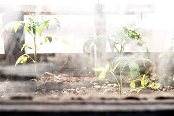 Garden greenhouse with green plants through the glass