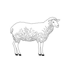 Sheep hand-drawn line art.