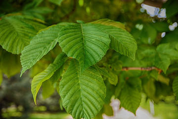 Fototapeta na wymiar Green leaf texture. Leaf texture blurred background.