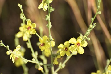 Plant of Cyprus, Close-up of a Beautiful Exotic flower