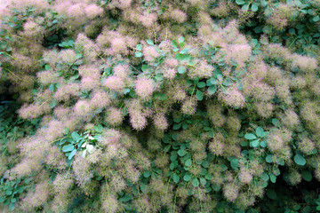 flowers in the garden
