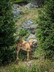Veal in the valley of Bujaruelo in the Pyrenees between the trees