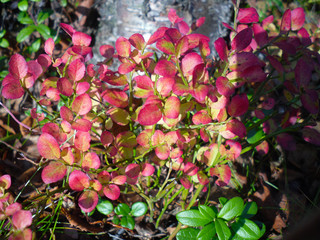 Autumn bush with blueberry leaves scene. Red autumn leaves and black berries close up. Autumn leaves in autumn forest park.