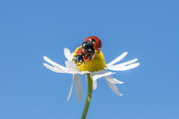 herrgottskäfer am meer