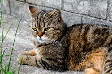 Domestic cat basking in the sun