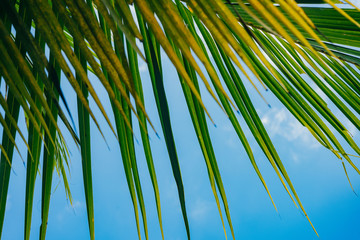 closeup of coconut palm leaves with fresh color of blue sky background