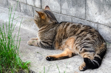 Domestic cat basking in the sun