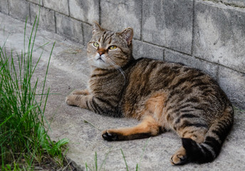 Obraz premium Domestic cat basking in the sun