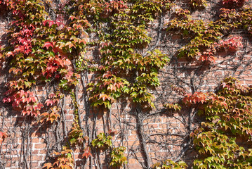 Parthenocissus tricuspidata