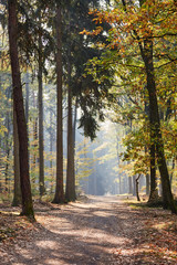 Mischwald als Natur und &Ouml;kosystem im Sonnenschein