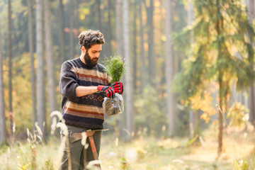 Waldarbeiter pflanzt einen Kiefer Setzling
