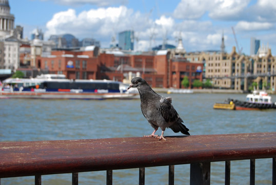 Dove sitting on the railing on background of the River Thames during the daytime, London, UK