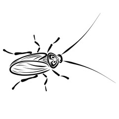 cockroach with long antennas, black pattern, nasty insect
