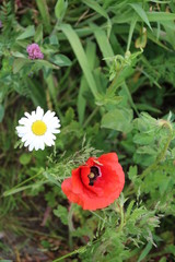 Poppy flowers in red color along the side of the road in the Netherlands.