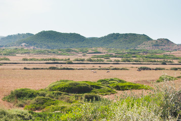 Fototapeta na wymiar Cows grazing in a field in the hinterland of Menorca island