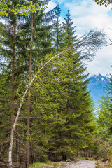 Gebogene Birke im Fichtenwald