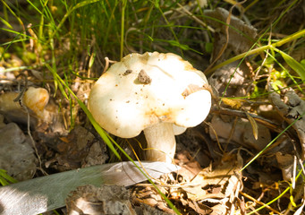 Edible mushroom in the forest, which is cut with a knife