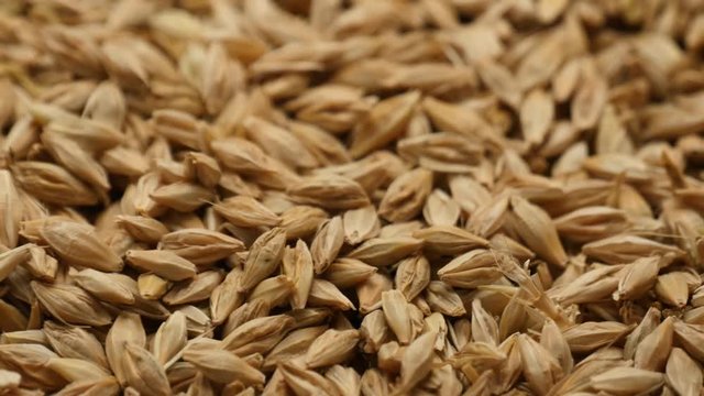 Barley grains