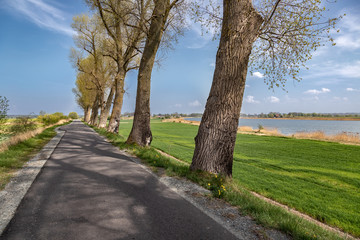 Obraz premium Landscape of village road with old trees and river in the back.