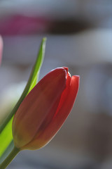 Tulipan 