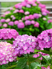 Fototapeta premium 雨の日の紫陽花風景