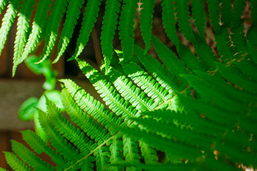 Natural floral background. Beautiful green fern leaves texture with sun rays.