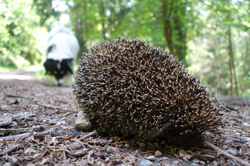 IGEL UND HUND . HEDGHEHOG AND DOG
