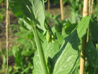Zuckererbsen im Wachstum im Garten