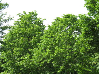 Baumkronen im Frühling