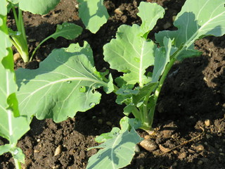 Kohlrabi im Wachstum