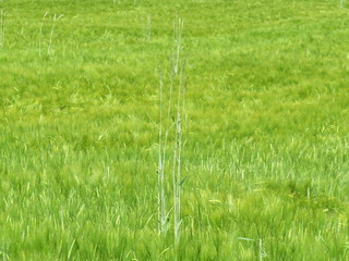 Getreidefeld in Bayern bei München