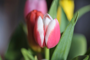Tulipany bukiet