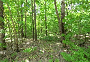 Obraz premium Forest of european forest.