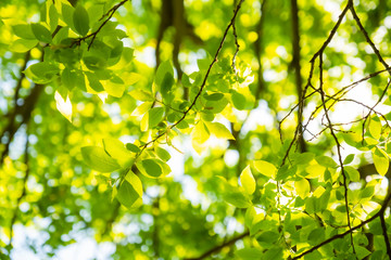 Out-of-focus green leaf with richness of sunlight