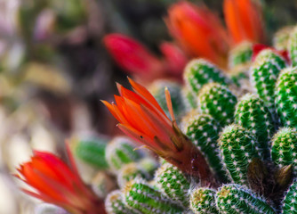 Beautiful blooming cactus flower with red flowers